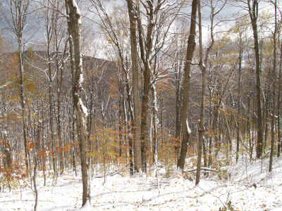 PA290248.JPG (66756 bytes)