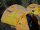 PA290201t.jpg
