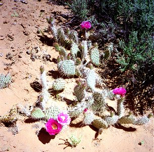 Cactus in Bloom