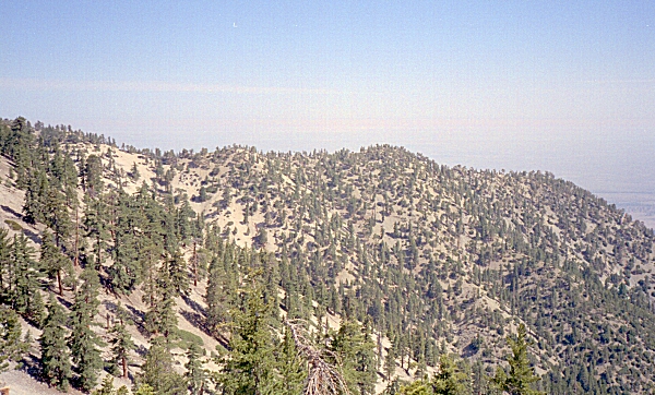 Williamson99-2-03.jpg (225172 bytes)